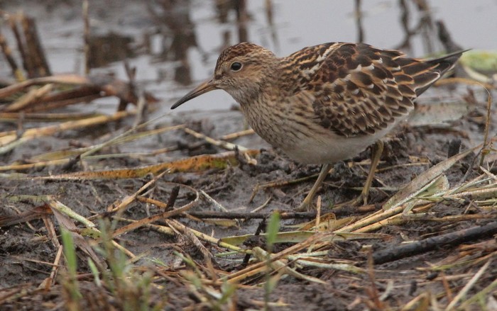 Pectoral Sandpiper