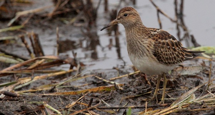 Pectoral Sandpiper