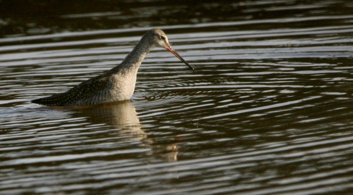 Spotted Redshank