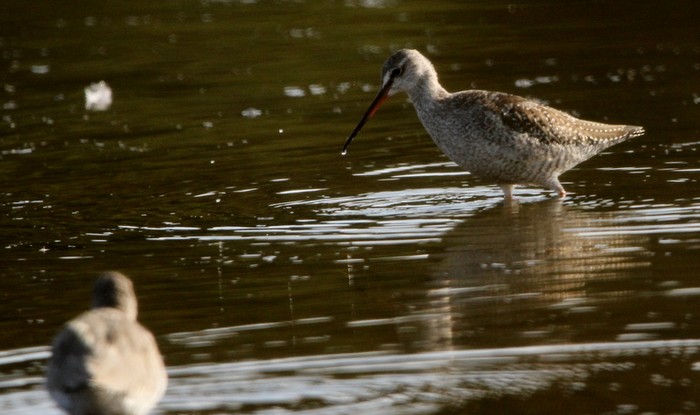 Spotted Redshank