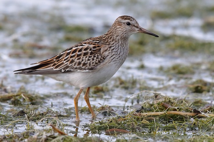 Pectoral Sandpiper