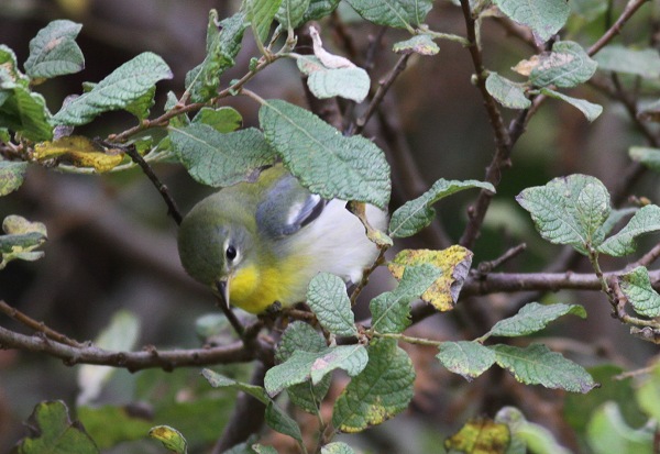 Northern Parula