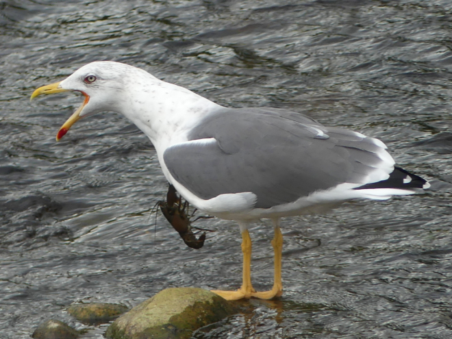 Lesser Black-backed Gull