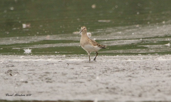 Pectoral Sandpiper