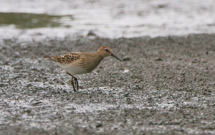 Pectoral Sandpiper