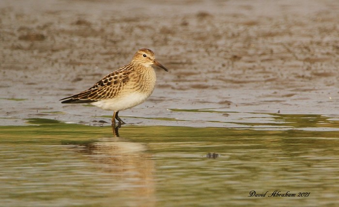 Pectoral Sandpiper