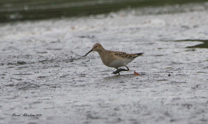 Pectoral Sandpiper