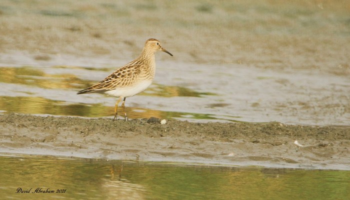 Pectoral Sandpiper