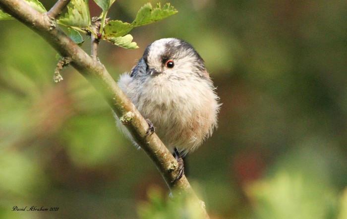 Long-tailed Tit 