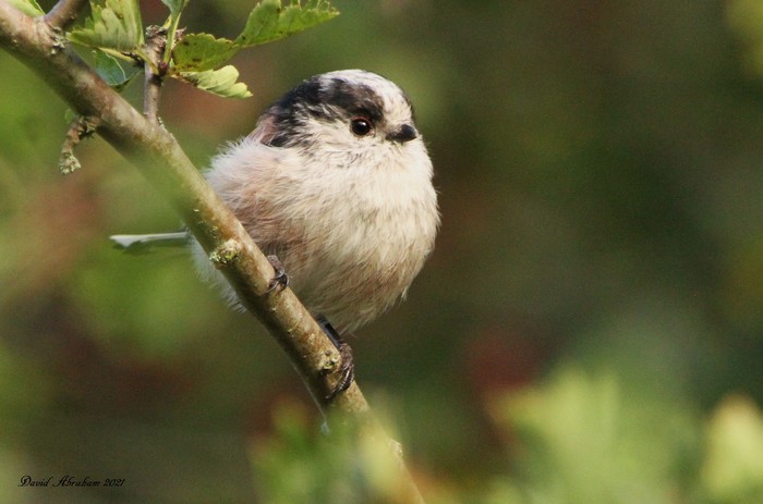 Long-tailed Tit 