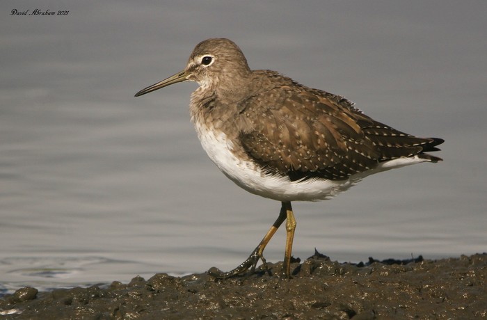 Green Sandpiper