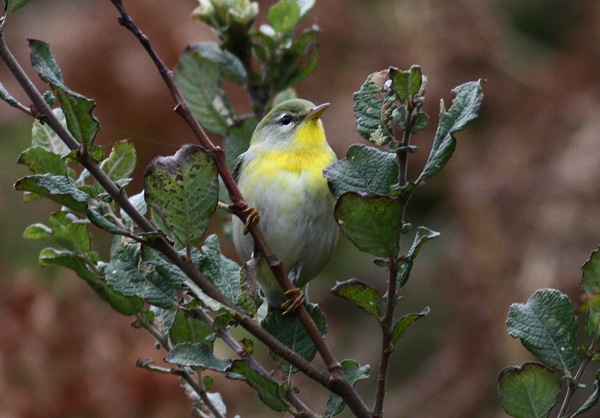 Northern Parula