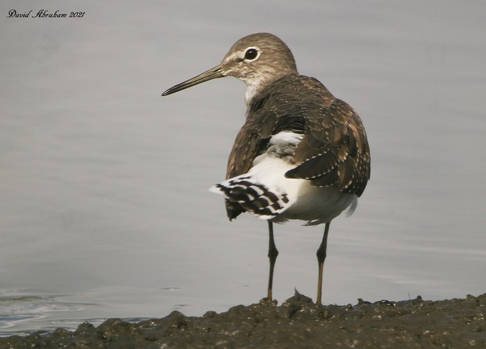 Green Sandpiper 