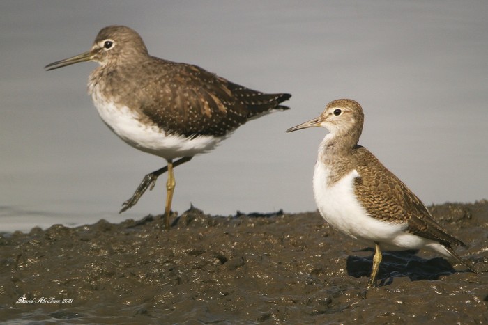 Common Sandpiper 