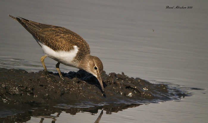 Common Sandpiper 