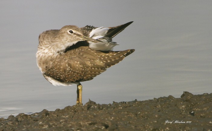 Green Sandpiper