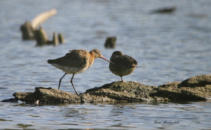 Black-tailed Godwit