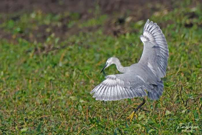 Little Egret