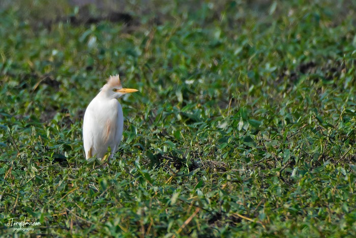 Cattle Egret