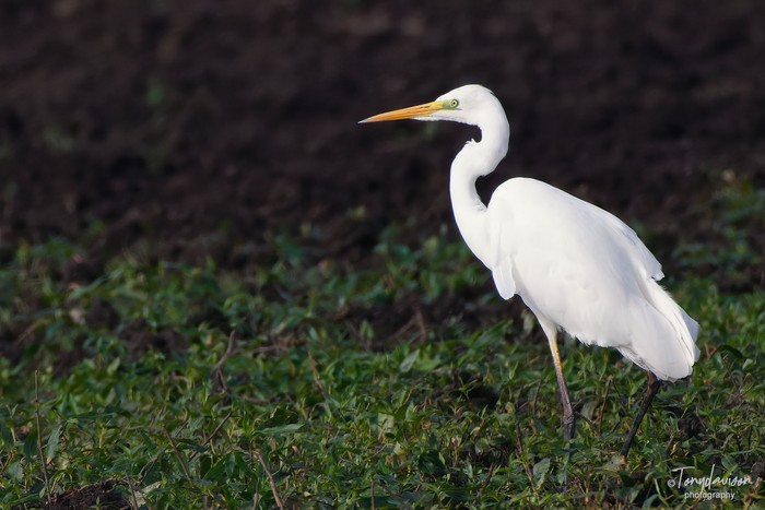Great White Egret