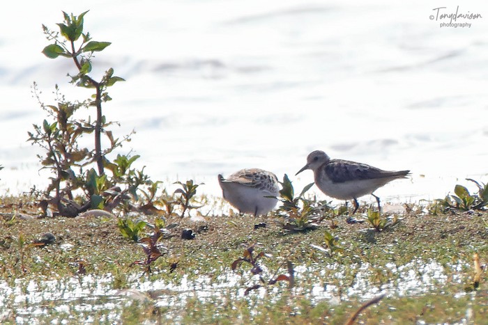 Little Stint