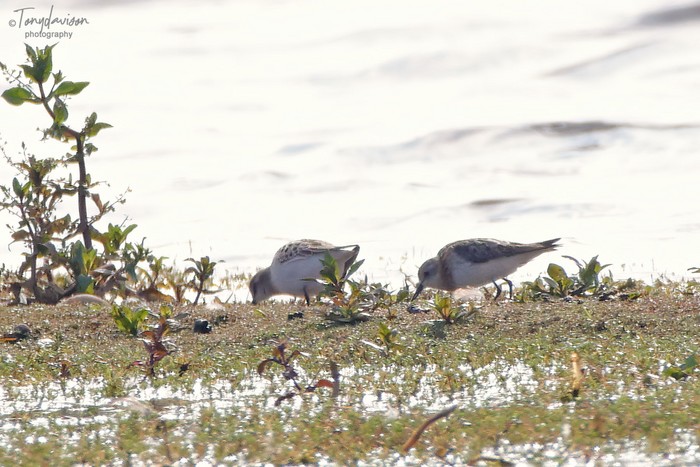 Little Stint