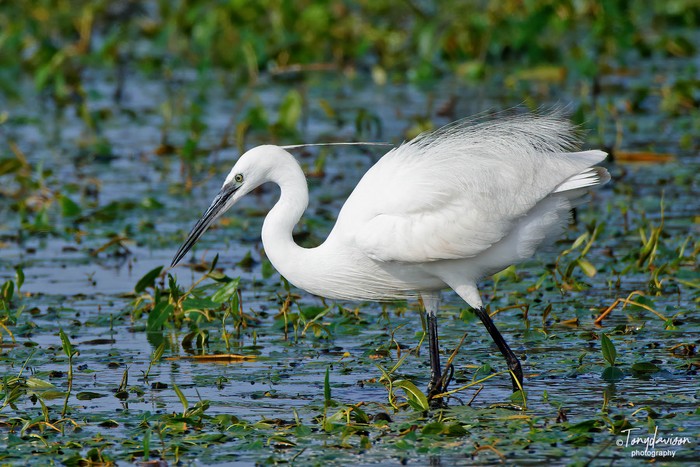 Little Egret