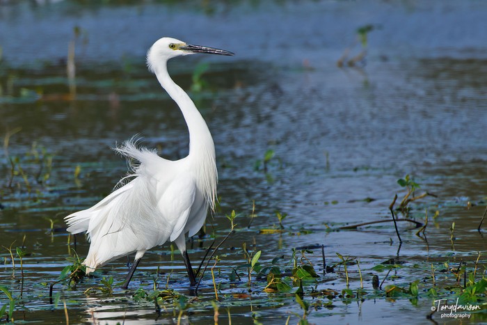Little Egret