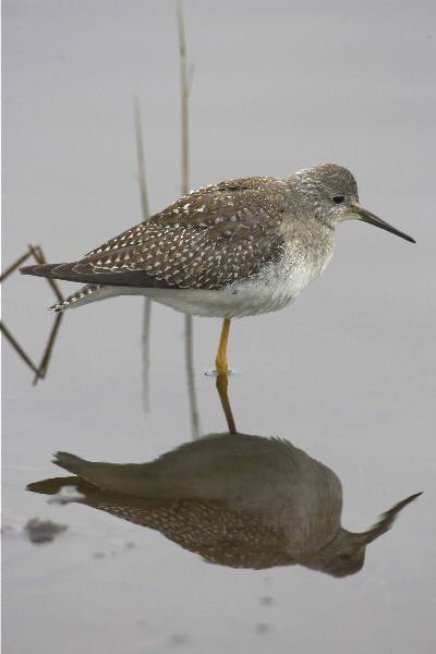Lesser Yellowlegs