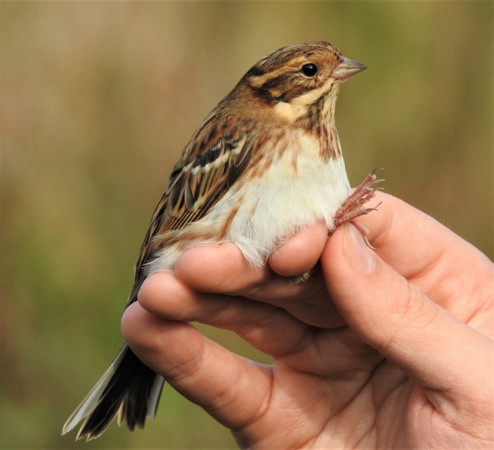 Rustic Bunting