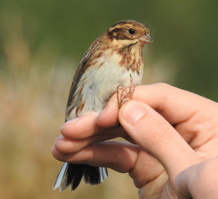 Rustic Bunting