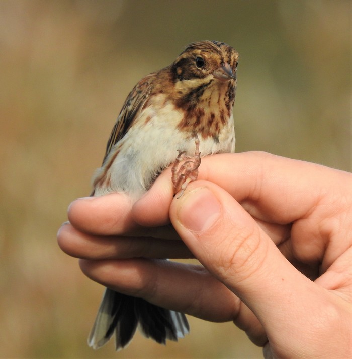 Rustic Bunting