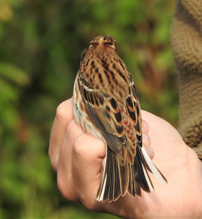 Rustic Bunting
