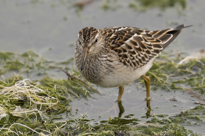 Pectoral Sandpiper