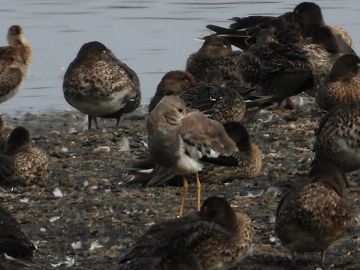 White-tailed Lapwing