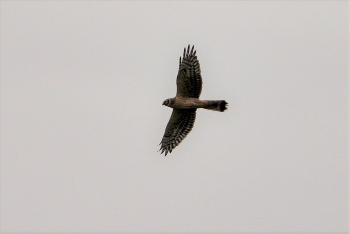 Pallid x Hen Harrier