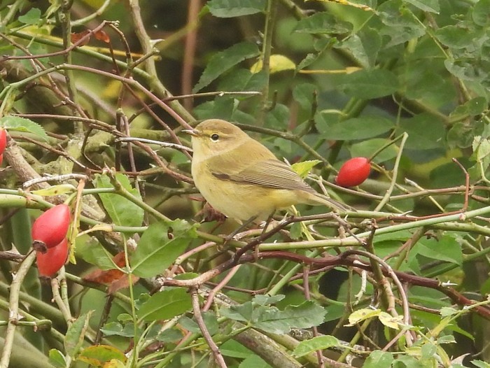 Chiffchaff