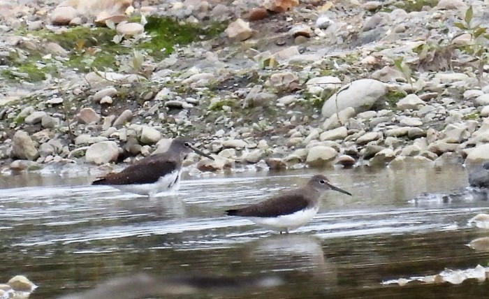 Green Sandpiper