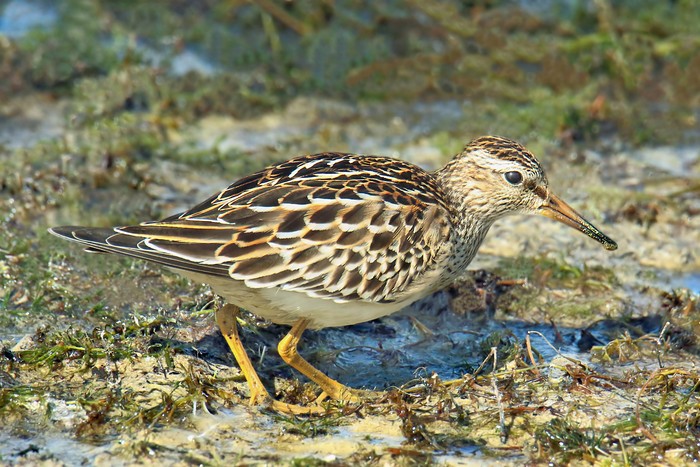 Pectoral Sandpiper