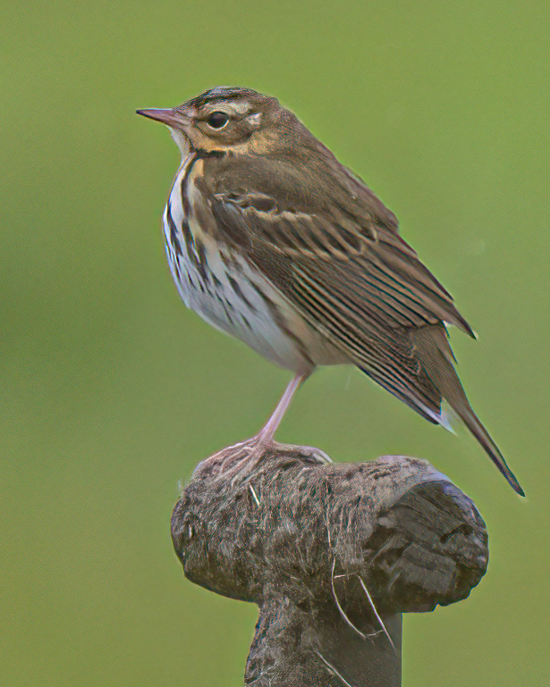 Olive-backed Pipit