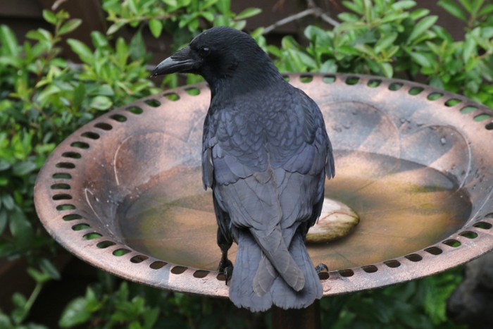 Carrion Crow