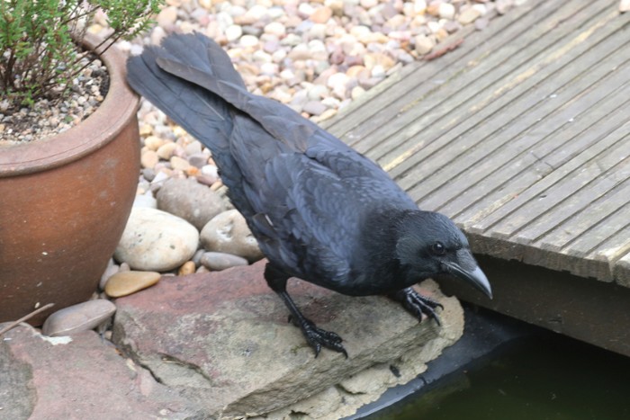 Carrion Crow