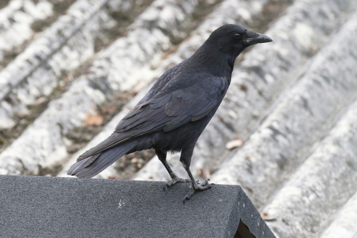 Carrion Crow