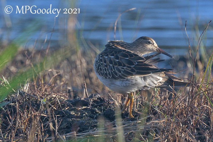 Pectoral Sandpiper