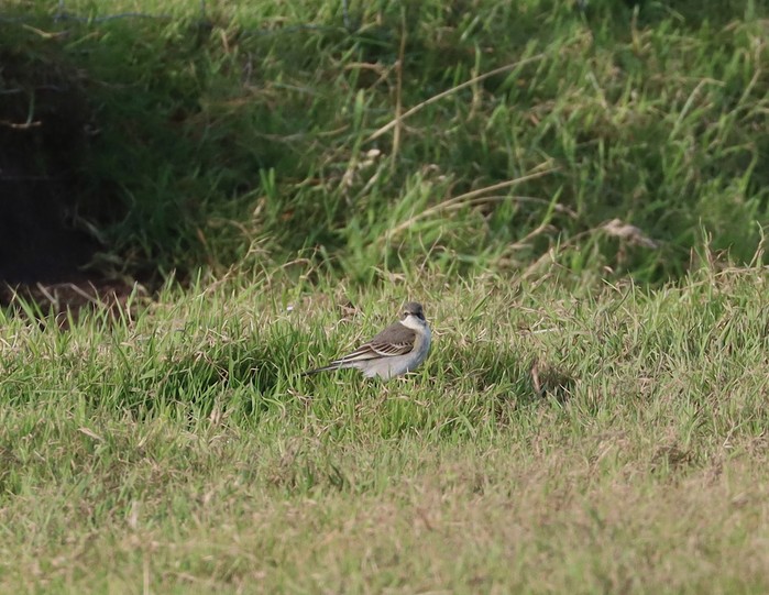 Eastern Yellow Wagtail