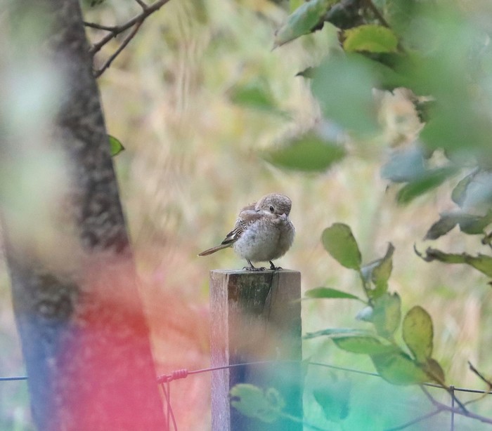Woodchat Shrike