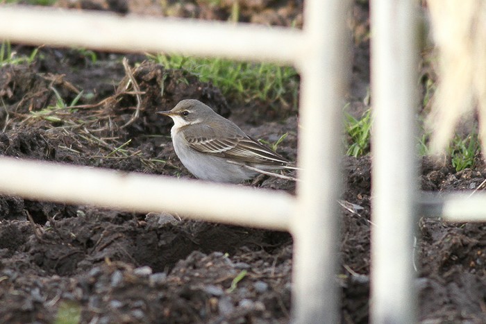 Eastern Yellow Wagtail