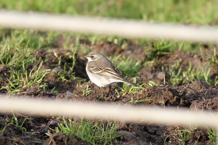 Eastern Yellow Wagtail