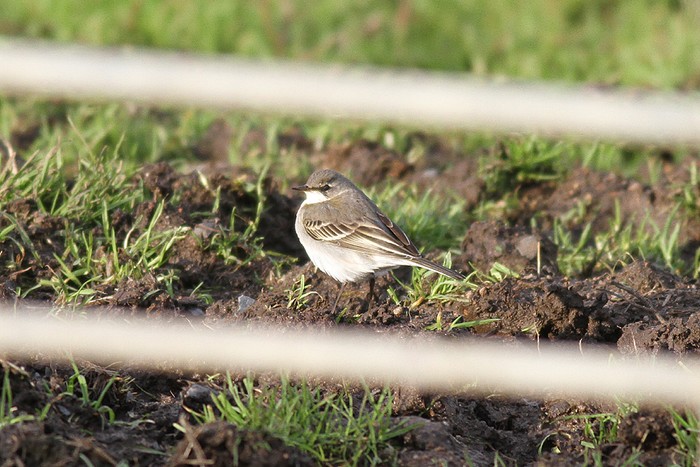 Eastern Yellow Wagtail