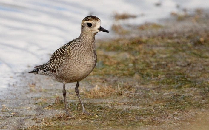 American Golden Plover